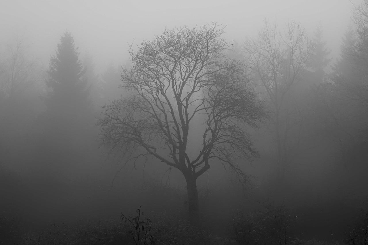 A foggy forest with a single tree up front that has no leaves and very tall that you can barely see with other trees behind it.