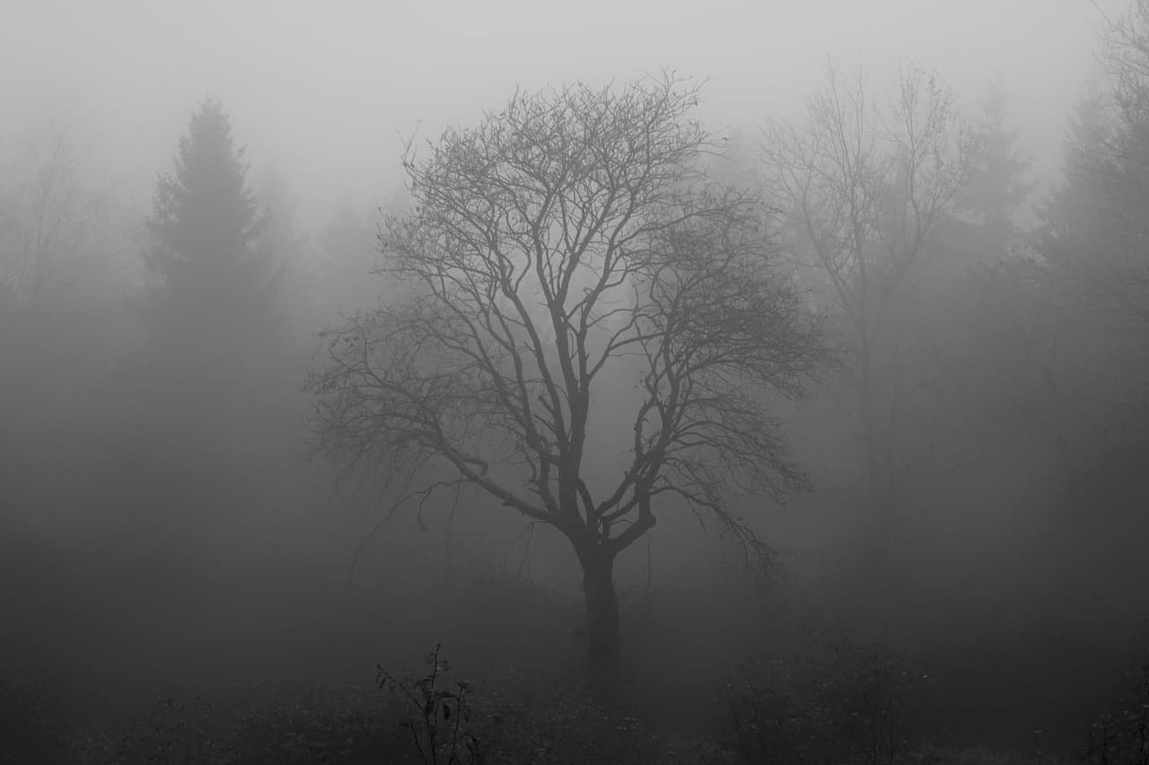 A foggy forest with a single tree up front that has no leaves and very tall that you can barely see with other trees behind it.