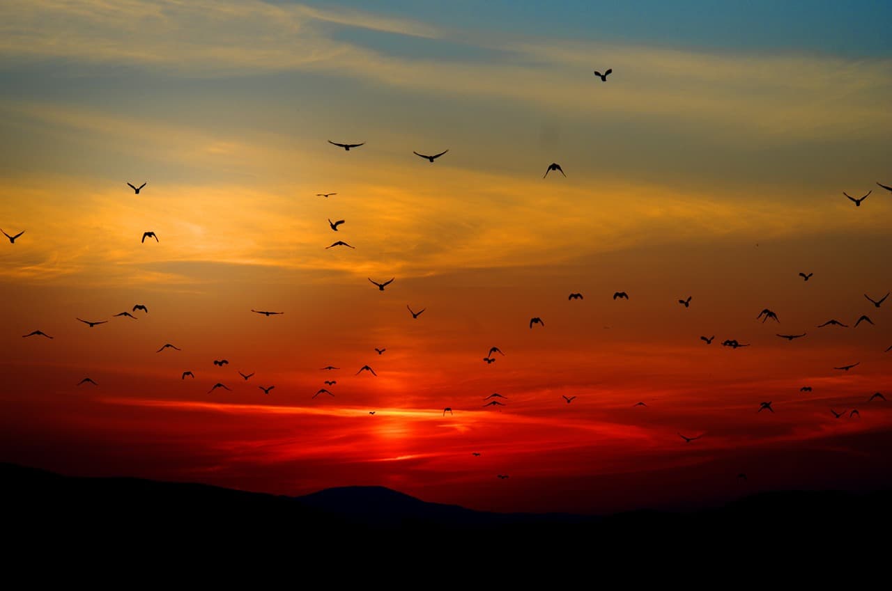 A red sunset on the mountains as black birds are flying through the sky containing highlights of orange and yellow clouds.